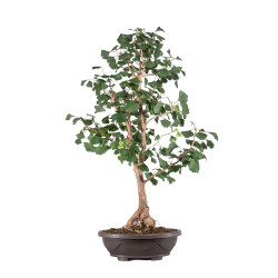 Ginkgo biloba - B5119