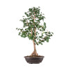 Ginkgo biloba - B5119