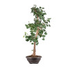 Ginkgo biloba - B5119