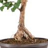Ginkgo biloba - B5119