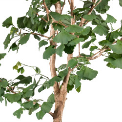 Ginkgo biloba - B5119