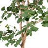 Ginkgo biloba - B5119