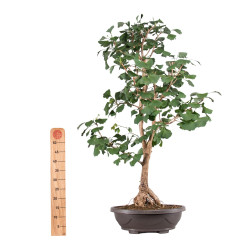 Ginkgo biloba - B5119