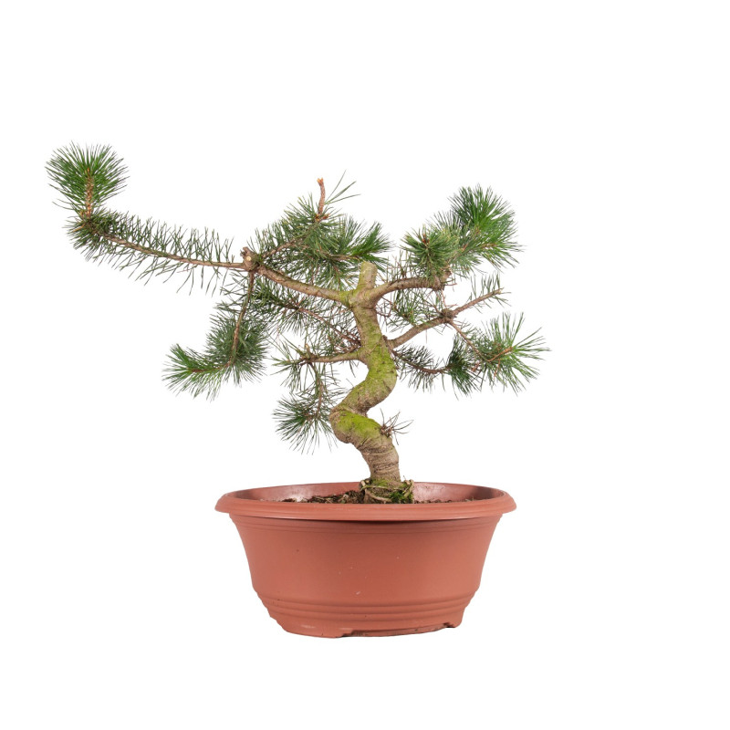 Pinus sylvestris - B4176
