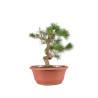 Pinus sylvestris - B4176
