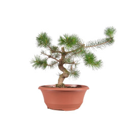 Pinus sylvestris - B4176