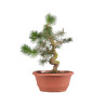 Pinus sylvestris - B4176