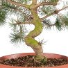 Pinus sylvestris - B4176