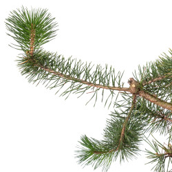 Pinus sylvestris - B4176