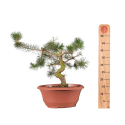 Pinus sylvestris - B4176