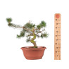 Pinus sylvestris - B4176