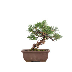 Juniperus Chinensis Kishu -...