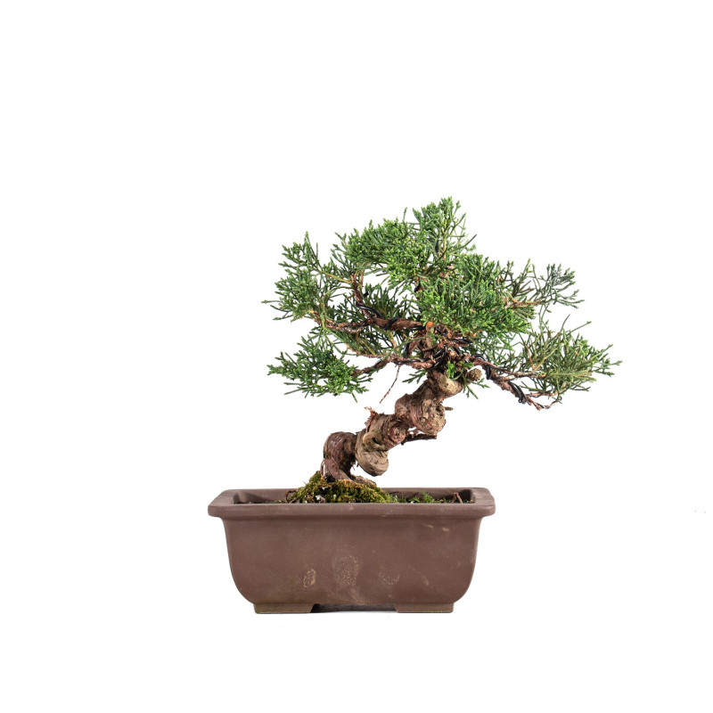 Juniperus Chinensis Kishu - B5134