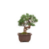 Juniperus Chinensis Kishu - B5134