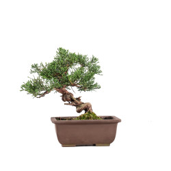 Juniperus Chinensis Kishu - B5134