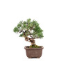 Juniperus Chinensis Kishu - B5134