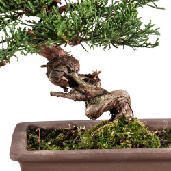 Juniperus Chinensis Kishu - B5134