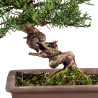 Juniperus Chinensis Kishu - B5134