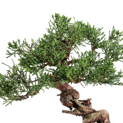 Juniperus Chinensis Kishu - B5134