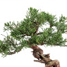 Juniperus Chinensis Kishu - B5134