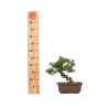 Juniperus Chinensis Kishu - B5134