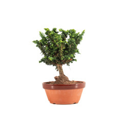 Sekka Hinoki - B5160