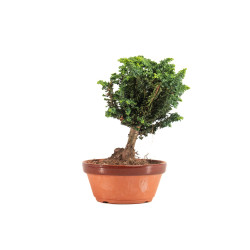 Sekka Hinoki - B5160