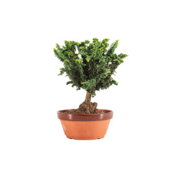 Sekka Hinoki - B5160