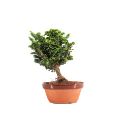 Sekka Hinoki - B5160