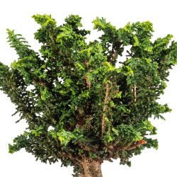 Sekka Hinoki - B5160