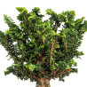 Sekka Hinoki - B5160
