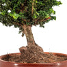 Sekka Hinoki - B5160