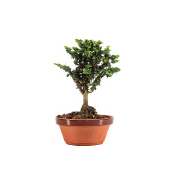 Sekka Hinoki - B5162