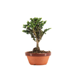Sekka Hinoki - B5162