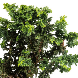 Sekka Hinoki - B5162