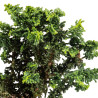 Sekka Hinoki - B5162
