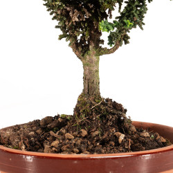 Sekka Hinoki - B5162