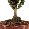 Sekka Hinoki - B5162