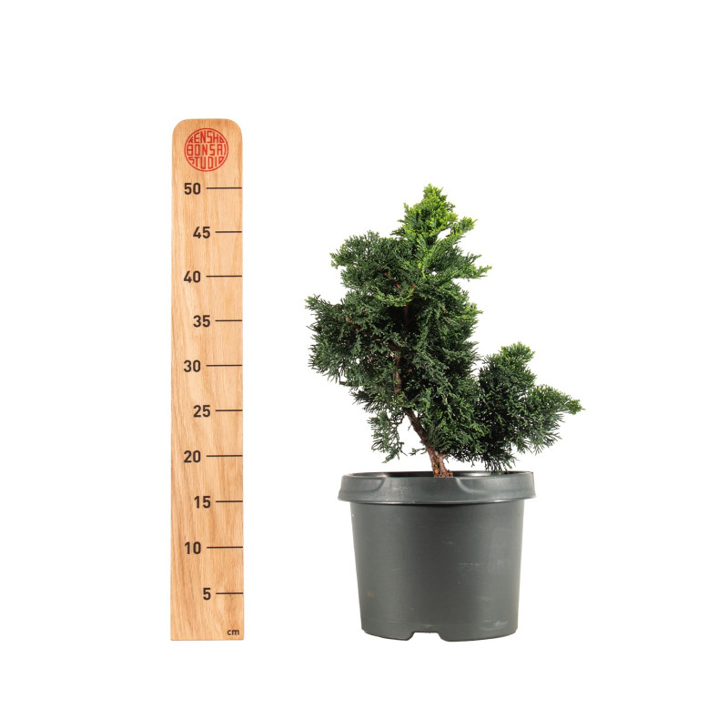 Chamaecyparis Hinoki - B5163