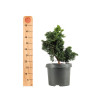 Chamaecyparis Hinoki - B5163