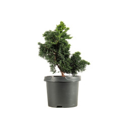 Chamaecyparis Hinoki - B5163