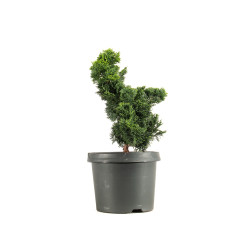 Chamaecyparis Hinoki - B5163