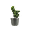 Chamaecyparis Hinoki - B5163
