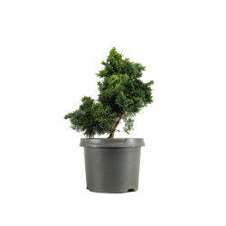 Chamaecyparis Hinoki - B5163