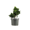 Chamaecyparis Hinoki - B5163