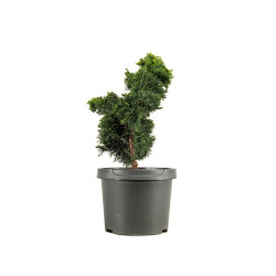 Chamaecyparis Hinoki - B5163