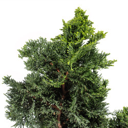 Chamaecyparis Hinoki - B5163