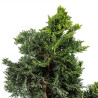 Chamaecyparis Hinoki - B5163