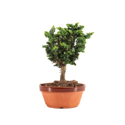 Sekka Hinoki - B5164