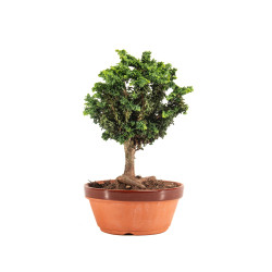 Sekka Hinoki - B5164